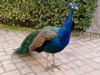 Portrait of a peacock (pavo cristatus)
