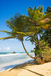 © Designpics - Beach and coconut palms at Blanchisseuse, on the north coast of Trinidad; Blanchisseuse, Trinidad, Trinadad and Tobago