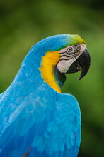 Blue-and-gold Macaw (Ara Ararauna) At Monkeyland Primate Sanctuary And Birds Of Edenn, Near Pletteberg Bay In South Africa; South Africa