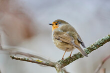 European Robin (Erithacus Rubecula) Perched On A Branch; Bavaria, Germany