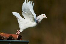 Domestic Pigeon (Columba Livia Domestica) Taking Flight Off The Corner Of A Rooftop; Bavaria, Germany