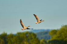 Greylag Geese (Anser Anser) Flying In A Blue Sky Over The Bavarian Forest; Bavaria, Germany