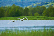 Mute Swans (Cygnus Olor) Taking Flight From A Lake In The Bavarian Forest; Bavaria, Germany