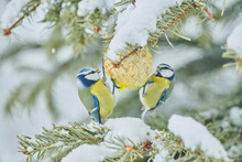 Two Eurasian Blue Tits (Cyanistes Caeruleus) Feeding From A Suet In A Snowy Tree; Bavaria, Germany