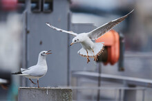 Two Black-headed Gulls (Chroicocephalus Ridibundus) On A Boat Deck, Communicating With One Another As One Flies In To Land, Donau River; Upper Palatinate, Bavaria, Germany