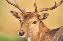 Portrait Of A Fallow Deer (Dama Dama) Buck; Bavaria, Germany