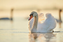 Mute Swans (Cygnus Olor) Swimming On Donau River At Sunrise; Bavaria, Germany