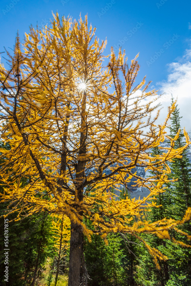 Golden larch trees with sunburst along Eiffel Lake trail in Banff ...