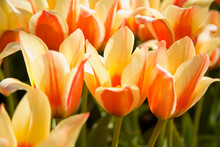 Orange Tulips Bloom In Tulip Fields; Woodburn, Oregon, United States Of America