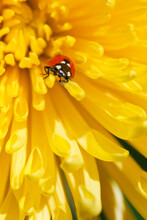 Close-up Of A Ladybug Crawling On A Petal Of A Yellow Blossom; Oregon, United States Of America