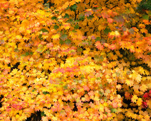 Vibrant Autumn Colours On A Vine Maple (Acer Circinatum) Tree In Mount Rainier National Park; Washington, United States Of America
