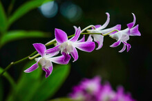 Delicate Orchids In Bloom
