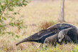 Giant anteater with baby on the back
