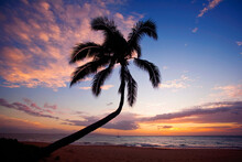 Coconut Palm Silhouette On Kamaole Beach; Kihei, Maui, Hawaii, United States Of America