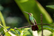 Rufous-tailed hummingbird perched on a plant