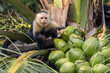 Capuchin Monkey Drinking Coconut Water and looking at the camera