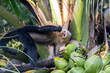 Capuchin Monkey Drinking Coconut Water