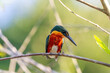 American pygmy kingfisher perched on a branch looking out for fish