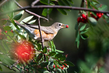 Close-up Of An American Robin (Turdus Migratorius) Perched In A Mountain Ash Tree With A Bright Red Berry In It's Mouth; Fairbanks, Alaska, United States Of America