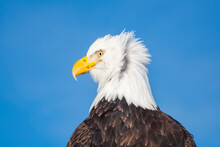 Close-up Portrait Of An American Bald Eagle (Haliaeetus Leucocephalus) With Wind Ruffled Feathers; Alaska, United States Of America