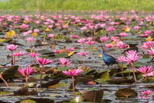 Moorhen Among The Blossoming Lotus Flowers (Nelumbo Nucifera) On Pink Water Lilies Lake; Udon Thani, Thailand