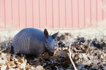 Sticker - Texas winter wildlife shows nine-banded armadillo closeup in leaves looking at camera.
