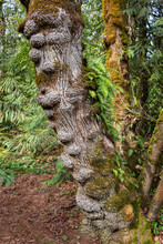 Burled Cedar Tree Festooned With Ferns; Olympia, Washington, United States Of America