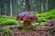 Mushrooms cut in the woods. Mushroom boletus edilus. Popular white Boletus mushrooms in forest in Denmark