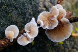 Fototapeta  - Little forest mushroom Crepidotus mollis. The common names is peeling oysterling, soft slipper, and jelly crep.