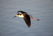 Black-necked Stilt (Himantopus Mexicanus) In Flight Over Water At The Bayland Nature Preserve; Palo Alto, California, United States Of America