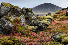 View Of Volcano With Colorful Shrubs And Moss Covered Rocks On The Tundra In The Foreground; Iceland