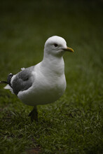 Closeup Foto Of A Seagull Walking On The Grass, Bird Is Looking To The Right.