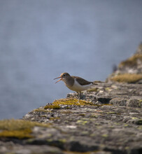 A Small Sandpiper Walks In Nature Along A Stone Pier With Yellow Moss. With The Blurry Water On The Background The Image Offers Some Empty Space.