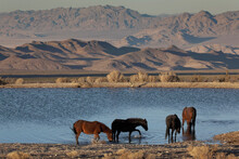 Band Of Wild Horses Drink From A Cold Creek Pond In The Parched Desert Of Nevada, USA; Nevada, United States Of America