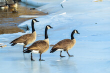 Canadian Geese In Snow And Ice
