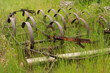 © Rich - old rusty harrow in a grass field