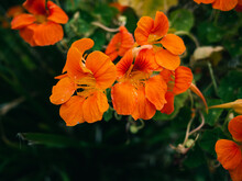 Nasturtium Flower