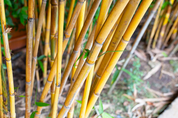 Yellow bamboo plant in the garden