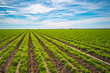 Salton Sea area landscape series, Vegetable farm, carrot field,  in Imperial Valley, Southern California, USA