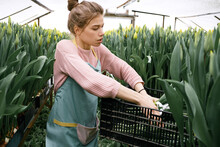 Young Beautiful Caucasian Woman Putting Fresh Cut Yellow Tulips Into Plastic Box In Greenhouse  