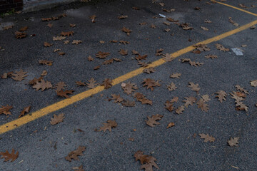 Wall Mural - Rough asphalt roadway background, yellow painted line and brown fall leaves, horizontal aspect