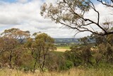 Fototapeta Sawanna - View of McLaren Vale wine region in South Australia with vineyards, meadows and cloudy sky