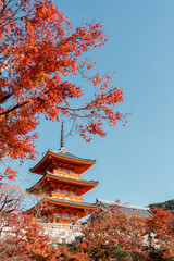 Sticker - Kiyomizu-dera Temple and autumn maple in Kyoto, Japan