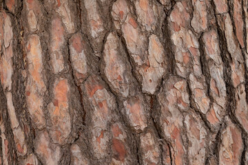 Red pine bark for backdrops and background use in advertising brochures newsletters magazines media design graphic resource