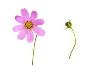 Wall Mural - Purple cosmos flower and bud isolated on white or transparent background