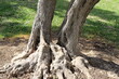 Thick trunk of a tall tree in a city par