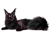 Fototapeta Koty - A big black maine coon kitten sitting in studio on white background, isolated.