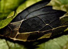 Close Up Beautiful Abstract Leaf In Light. Minimalism Modern Style Concept. Dark Background Pattern For Design.	