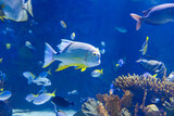 Fototapeta Łazienka - Fishes and Corals inside a Big Blue Aquarium Tank
