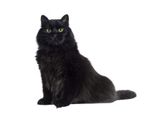 Impressive Senior Solid Black Siberian Cat, Sitting Up Side Ways. Looking Towards Camere With Wise Greenish Yellow Eyes. Isolated Cutout On A Transparent Background.